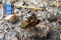 Scene 33_Orange spotted dark brown Skipper drinking water on ground